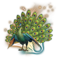 kingly peacock